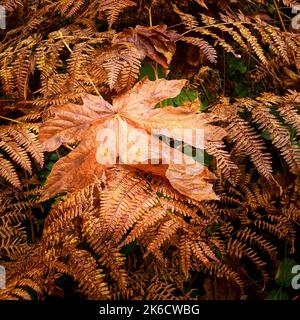 Grande feuille d'érable orange tombée de grande feuille reposant sur un lit de fougères orange séchées qui tapissent le sol un jour d'automne brillant. Banque D'Images