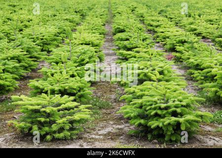 Plantation de sapin Nordmann au Danemark Banque D'Images