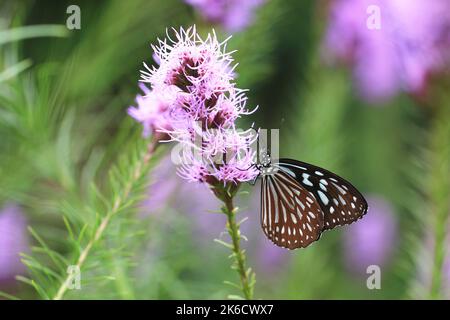 Milkweed à pois bleus, papillon de tigre bleu et pointe Gayfeather, bouton-poussoir, étoile de blason dense, beau papillon coloré reposant sur la fleur Banque D'Images