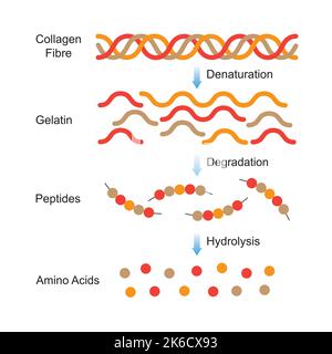 Conception scientifique de la dénaturation et de la dégradation du collagène. Formation d'acides aminés à partir de la molécule de collagène. Symboles colorés. Illustration vectorielle. Illustration de Vecteur