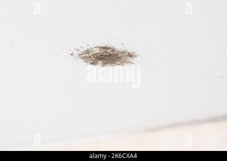 Moule noir sur le plafond de la salle de bains d'une maison Banque D'Images