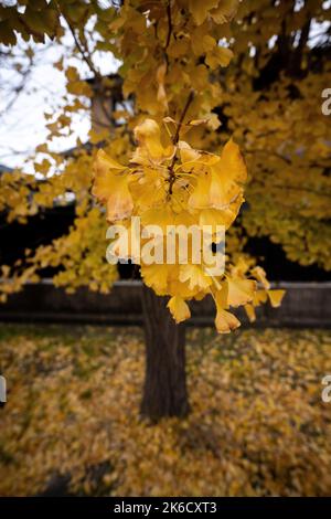 Un gros plan vertical des feuilles de ginkgo en automne. Banque D'Images