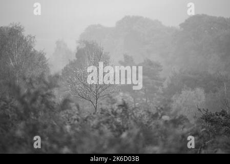 Forêt brumeuse en noir et blanc atmosphérique Banque D'Images