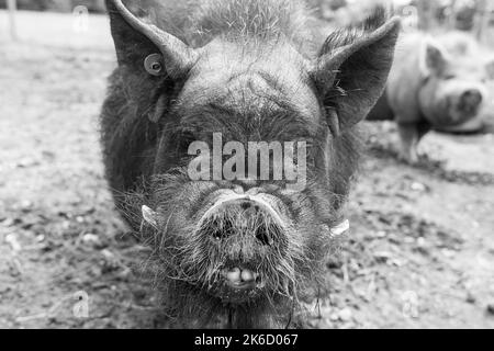 Kune Kune visage de porc velu en noir et blanc Banque D'Images