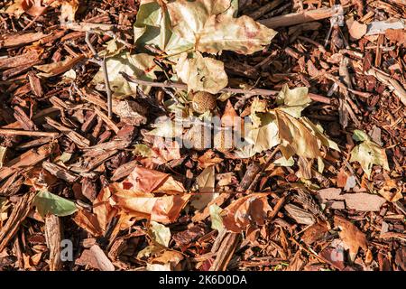 matières organiques sur le sol en automne. Feuilles et branches séchées Banque D'Images