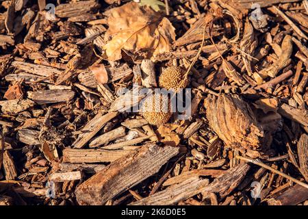 matières organiques sur le sol en automne. Feuilles et branches séchées Banque D'Images