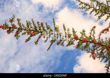 Gros plan des branches de Pyracantha avec des feuilles vertes et des fruits orange Banque D'Images