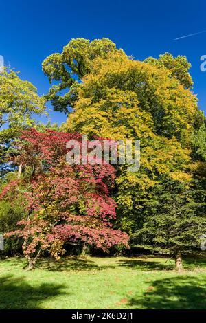Magnifiques arbres colorés présentant des feuilles d'automne par temps ensoleillé Banque D'Images