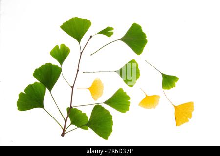 Belle Ginkgo feuilles vert et jaune tombant d'une branche. Banque D'Images