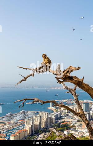 Singe macaque de Barbarie assis sur une branche à la Haye qui surplombe la baie de Gibraltar, la réserve naturelle d'Upper Rock, Gibraltar Banque D'Images