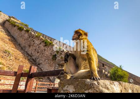 Singe de Barbarie à l'escalier du mur Charles V, réserve naturelle d'Upper Rock, Gibraltar Banque D'Images