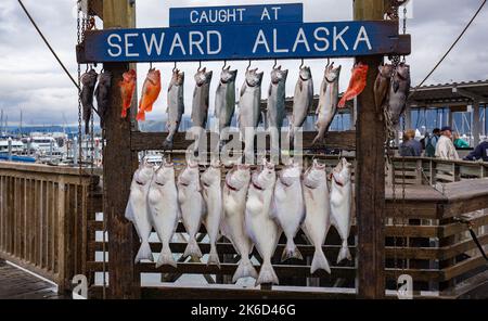 Prise du jour des poissons montrés au port, pris à Seward en Alaska. Banque D'Images