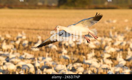 Snow Goose se balançante au-dessus d'un champ d'automne doré pour rejoindre le troupeau sur le sol dans la lumière du coucher du soleil avec les ailes s'étaler Banque D'Images
