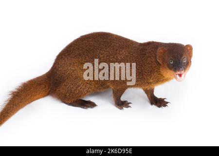 Javan Mongoose ou petite mongoose asiatique (Herpestes javanicus) isolé sur fond blanc Banque D'Images