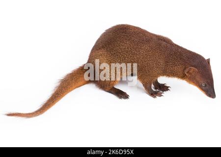Javan Mongoose ou petite mongoose asiatique (Herpestes javanicus) isolé sur fond blanc Banque D'Images