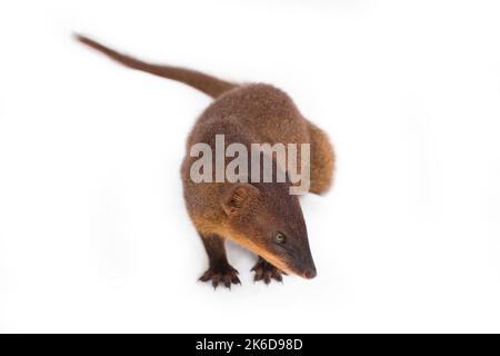 Javan Mongoose ou petite mongoose asiatique (Herpestes javanicus) isolé sur fond blanc Banque D'Images