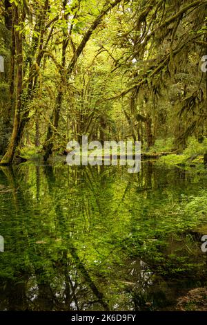 WA22270-00...WASHINGTON - arbres se reflétant dans un étang situé sur le sentier de la nature Maple Glade dans la forêt tropicale de Quinault du parc national olympique. Banque D'Images