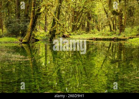 WA22271-00...WASHINGTON - arbres se reflétant dans un étang situé sur le sentier de la nature Maple Glade dans la forêt tropicale de Quinault du parc national olympique. Banque D'Images