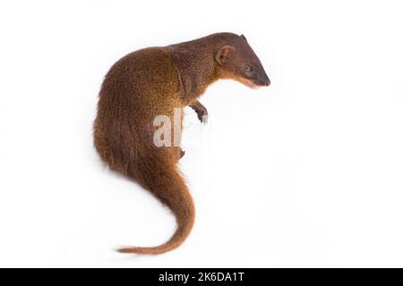 Javan Mongoose ou petite mongoose asiatique (Herpestes javanicus) isolé sur fond blanc Banque D'Images