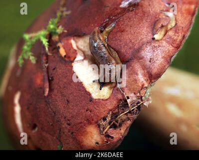 Gros plan de petites limaces sur des champignons comestibles, Boletus badius ou Imleria badia dans la forêt sur fond vert Banque D'Images