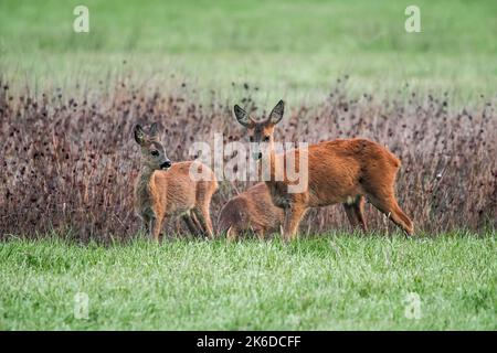 Cerf de Virginie européen (Capranolus capranolus) femelle / doe avec deux jeunes fourragères dans les prairies / prairies en automne / automne Banque D'Images