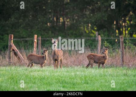 Cerf de Virginie européen (Capranolus capranolus) femelle / doe avec deux jeunes en quête de nourriture le long de la clôture en barbelés dans la prairie / prairie en automne / automne Banque D'Images