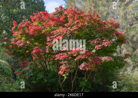 Couleurs d'automne rouges brunie de l'acer japonica vitifolium Banque D'Images