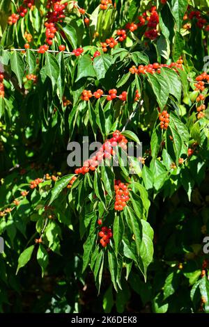 Amur Honeysuckle, Heckenkirschen, Chèvrefeuille de Maack, Lonicera maackii, koreai lonc, Hongrie, Europe Banque D'Images