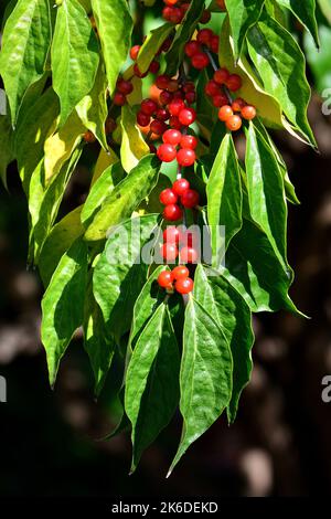 Amur Honeysuckle, Heckenkirschen, Chèvrefeuille de Maack, Lonicera maackii, koreai lonc, Hongrie, Europe Banque D'Images