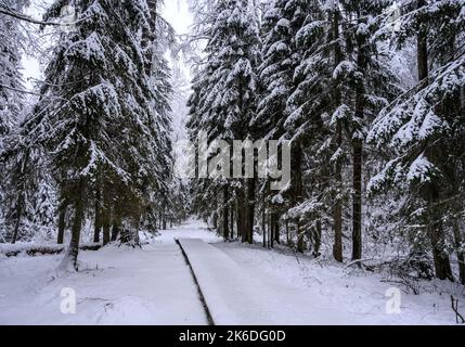 belle forêt enneigée. sentier traversant la plantation enneigée Banque D'Images