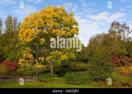 Vue sur le lac avec le magnifique toona sinensis ou cèdre chinois au premier plan Banque D'Images