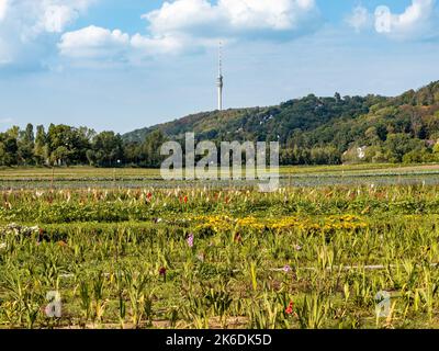 Champ agricole avec des fleurs dans un paysage avec la célèbre tour de télévision. L'ancien point de repère fait partie de la ligne d'horizon. Célèbre bâtiment de télécommunications. Banque D'Images