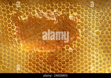 Détail nid d'abeille où vous pouvez voir clairement les formes hexagonales de ses cellules. Banque D'Images