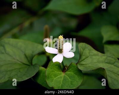 Gros plan d'une plante blanche de Chameleon (Houttuynia cordata) avec des feuilles vertes sur un fond flou Banque D'Images