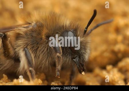 Gros plan détaillé sur une abeille cellophane précoce femelle, Colletes cuniculariusassis sur le sol Banque D'Images