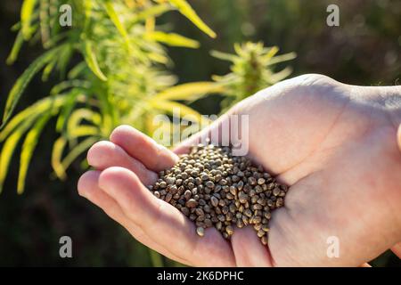Fermier versant de la graine de chanvre, de la main à la main, debout parmi les plantes dans le champ Banque D'Images