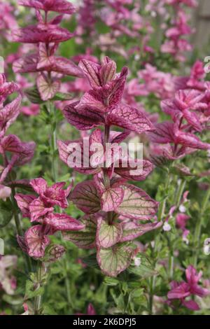 Le Clary annuel (Salvia viridis 'Pink Sundae') dans le jardin. Banque D'Images