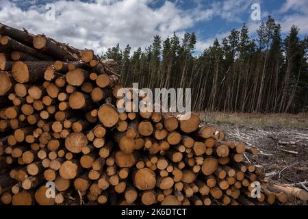 La foresterie sur les tourbières irlandaises est assez commune, dans le nord-ouest de l'Irlande vous voyez beaucoup de forêts d'épinette. Banque D'Images