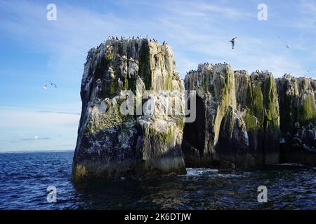 Falaises d'oiseaux de mer sur les îles Farne Banque D'Images