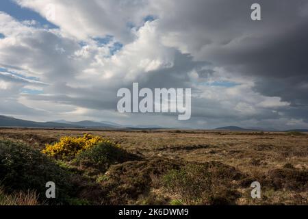 Gorge jaune en pleine floraison dans les vastes tourbières du comté de Mayo en Irlande Banque D'Images