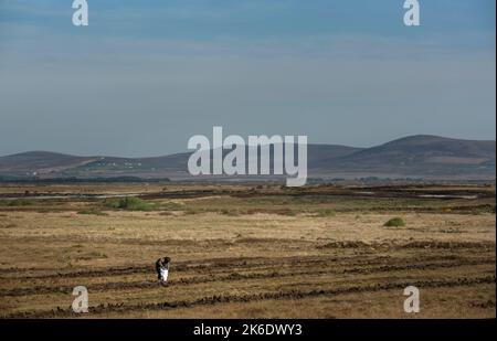 Bangor Erris, CO, Mayo, Irlande, 05-05-2020. Un homme remplit un sac en plastique avec des sods de gazon sur la vaste tourbière de Bangor Eris. Banque D'Images