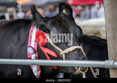 Le salon Bonniconlon et Gymkhana se tiennent chaque année le lundi des fêtes d'août. Banque D'Images