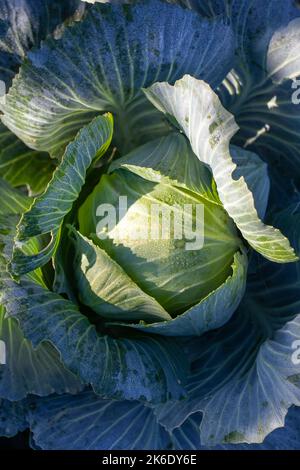 Une tête de chou poussant dans le jardin, le concept de la récolte de légumes biologiques, vue de dessus, gros plan. Arrière-plan de plante verte Banque D'Images