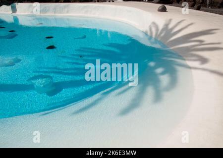 Ombre de palmtree dans la piscine dans le tunnel de lave effondré, Jameos del Agua, Lanzarote, îles Canaries. Le Jameos del Agua est une autre création de Banque D'Images