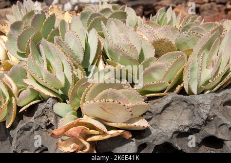 Echeveria, succulents qui poussent dans un tube/tunnel de lave collapsé, Jameos del Agua, Lanzarote, îles Canaries. Banque D'Images