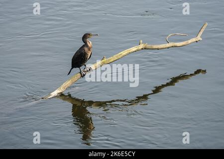 Grand cormoran assis sur une branche d'arbre au-dessus de la surface de l'eau Banque D'Images