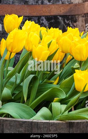Tulipes jaunes fleuris dans un jardin Banque D'Images