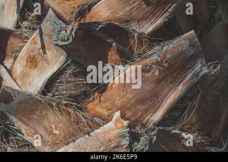 Détail du tronc de l'arrière-plan du palmier. Le motif Bark est une texture sans couture de l'arbre. Pour les travaux de bois de fond, écorce de bois dur brun, écorce épaisse Banque D'Images