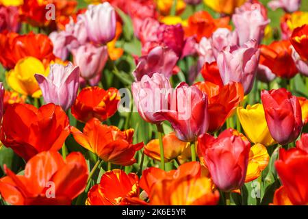 Tulipes roses, tulipes rouges et tulipes jaunes poussant sur un parterre à fleurs Banque D'Images