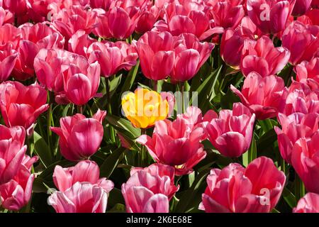 Tulipes roses florales avec une tulipe jaune à l'intérieur Banque D'Images
